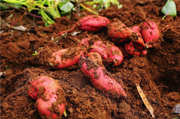 紅薯冷庫建造要點(diǎn)及100噸紅薯冷庫建造報價！(圖1)