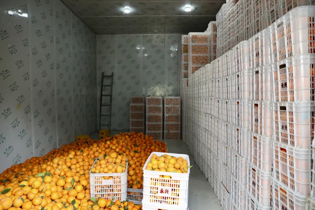柑橘冷庫保鮮溫度，柑橘冷庫儲(chǔ)存1-9個(gè)月方法介紹