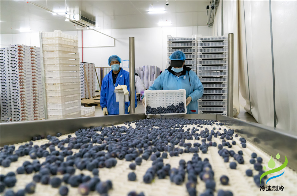 安裝一個100平米藍(lán)莓速凍冷庫造價多少錢？