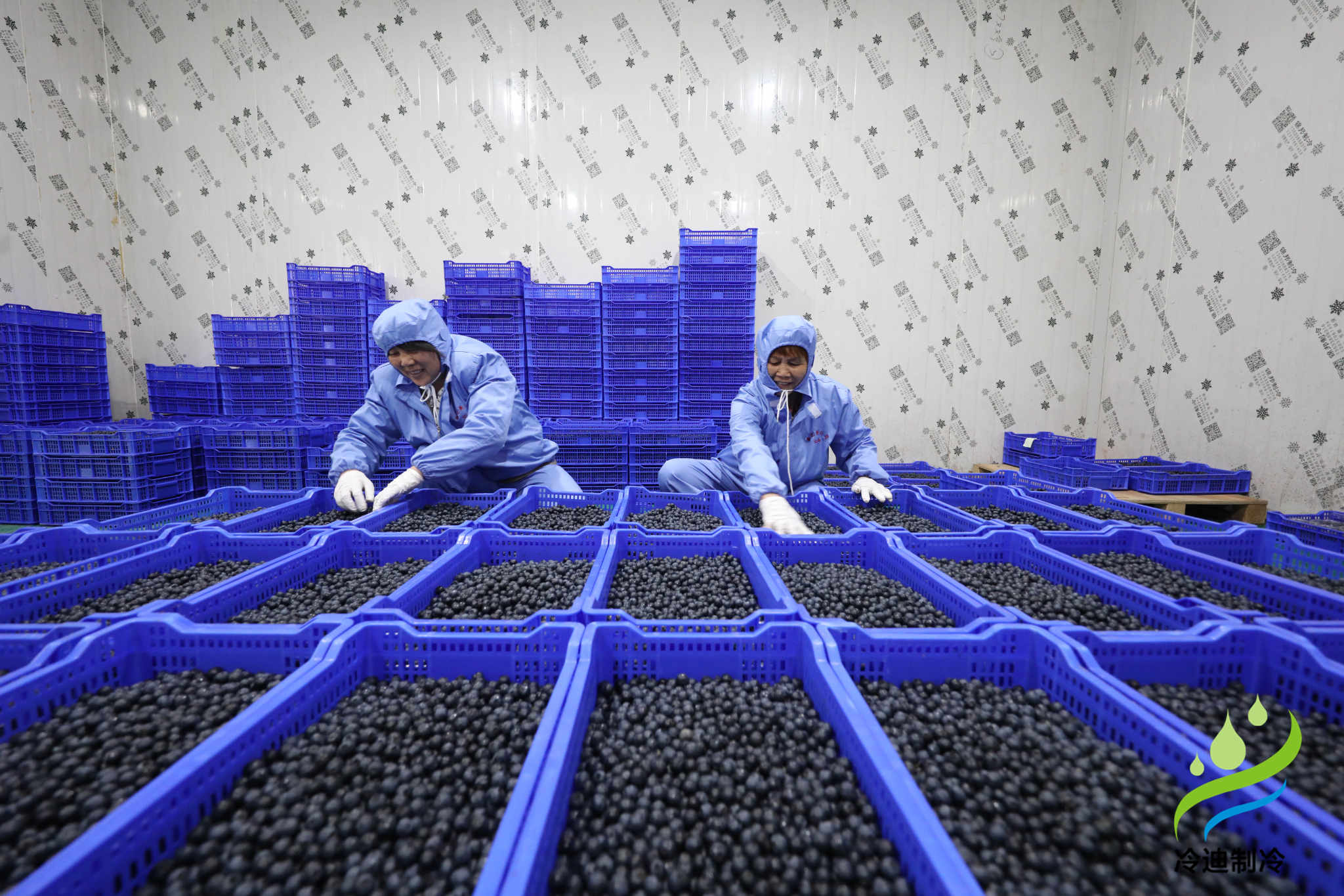 安裝一個100平米藍(lán)莓速凍冷庫造價多少錢？